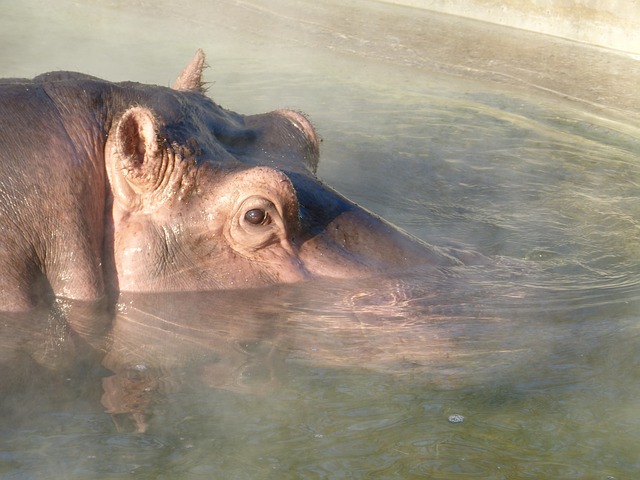 hippopotamus-92531_640